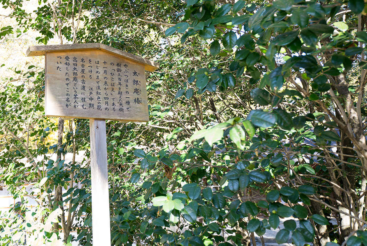 太郎庵椿 案内版