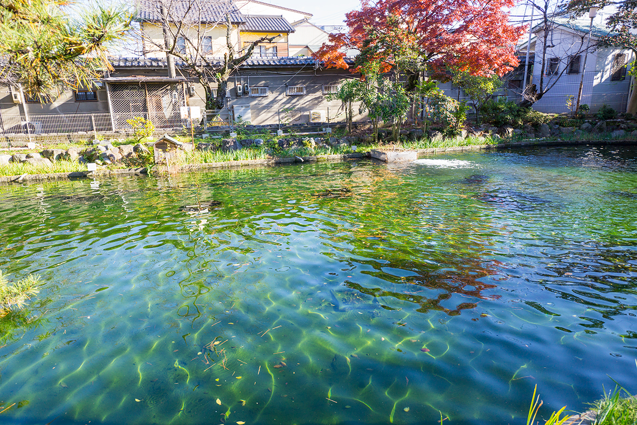 真清田神社 神池