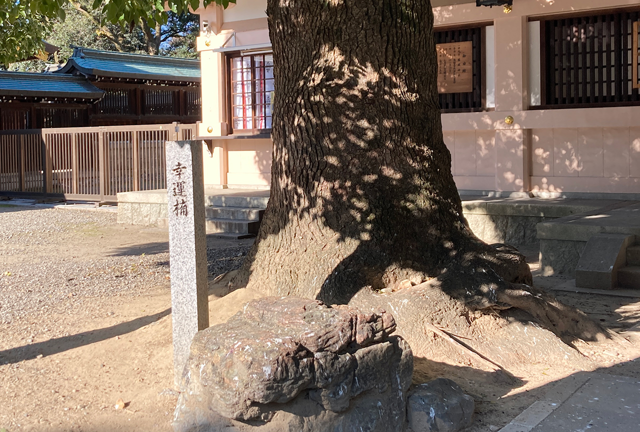 真清田神社 幸福楠 根元の碑