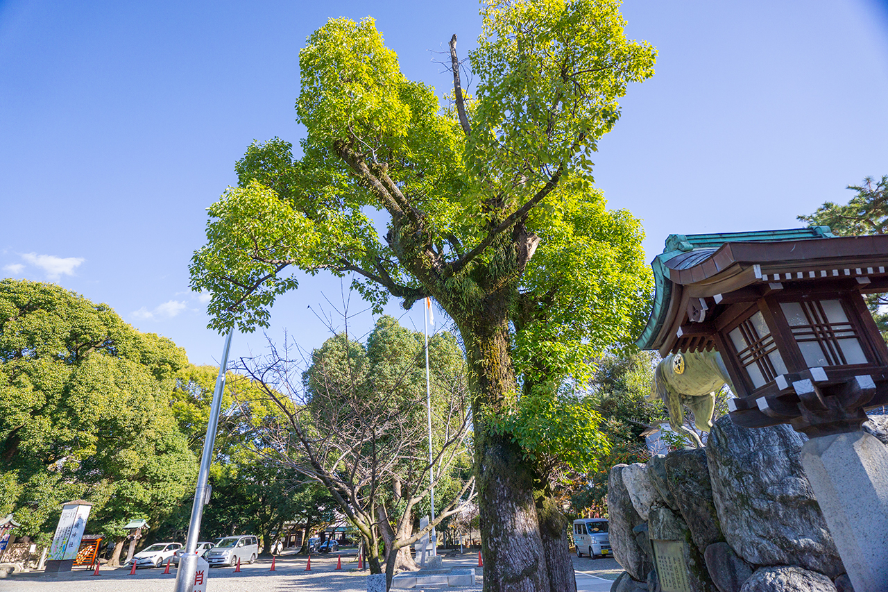 真清田神社 夫婦楠