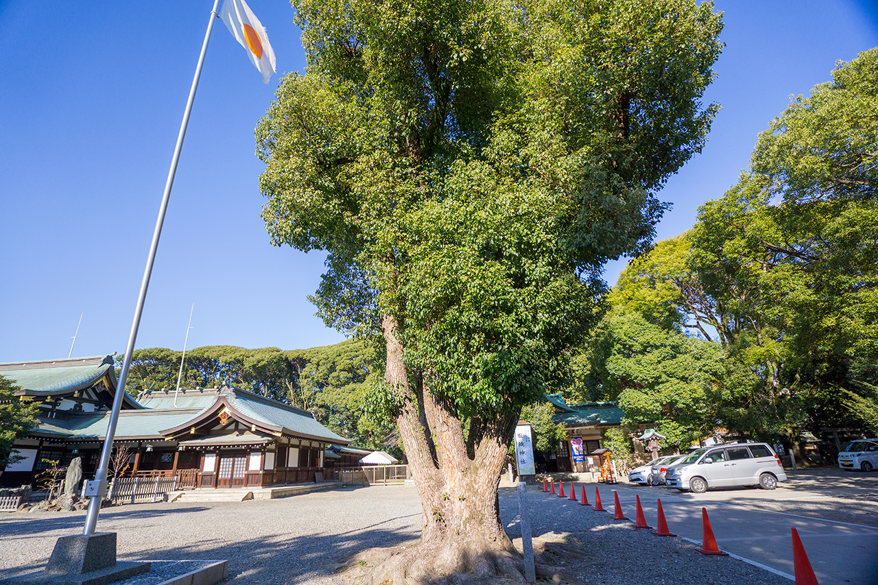 真清田神社 御縁楠