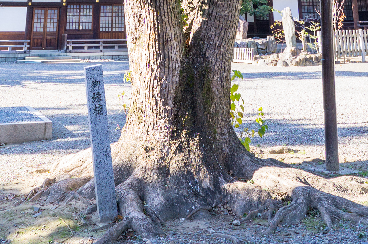 真清田神社 御縁楠 根元の碑