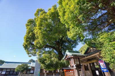 真清田神社 真清田神社 幸福楠