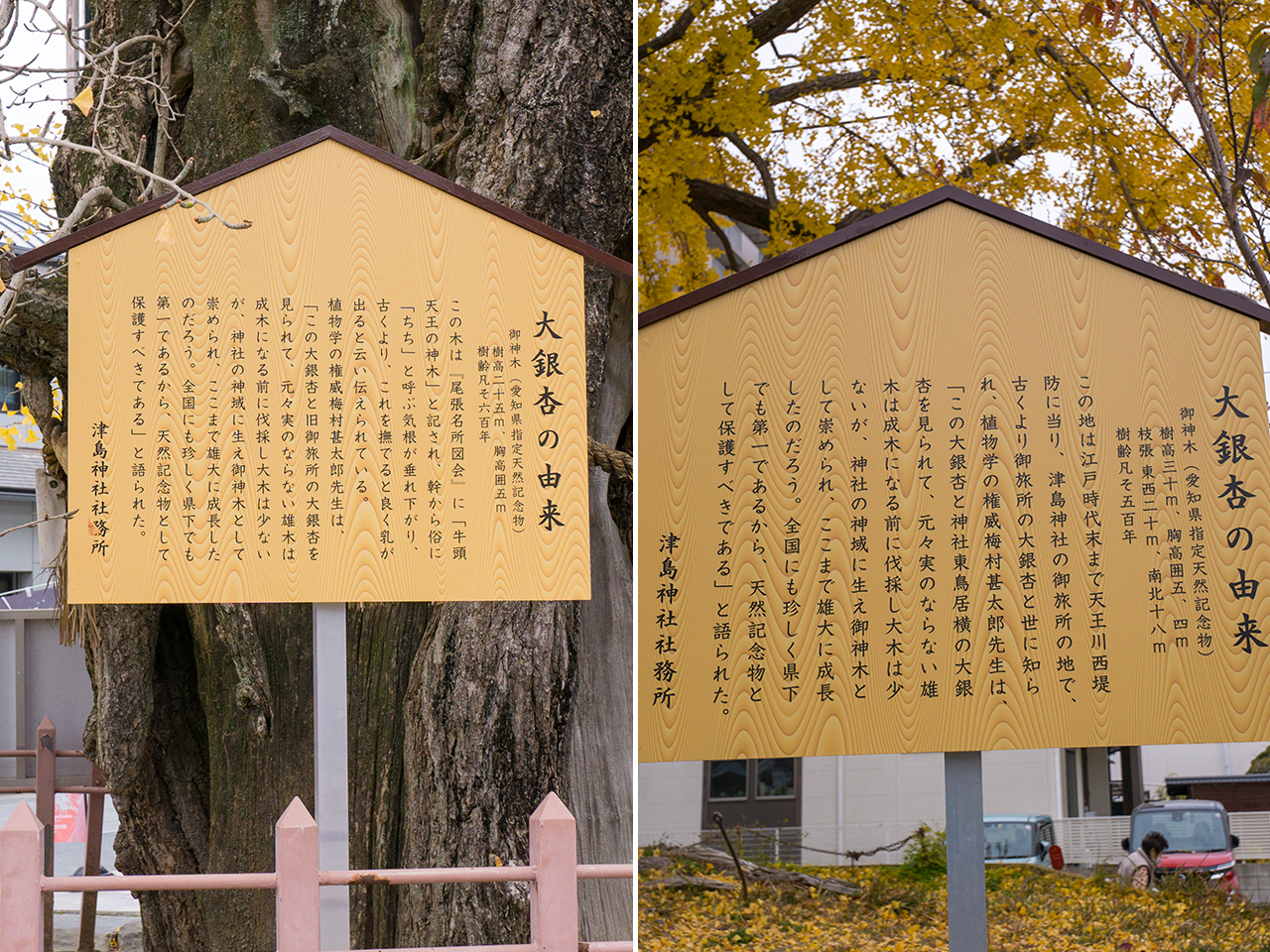 津島神社のイチョウの案内版