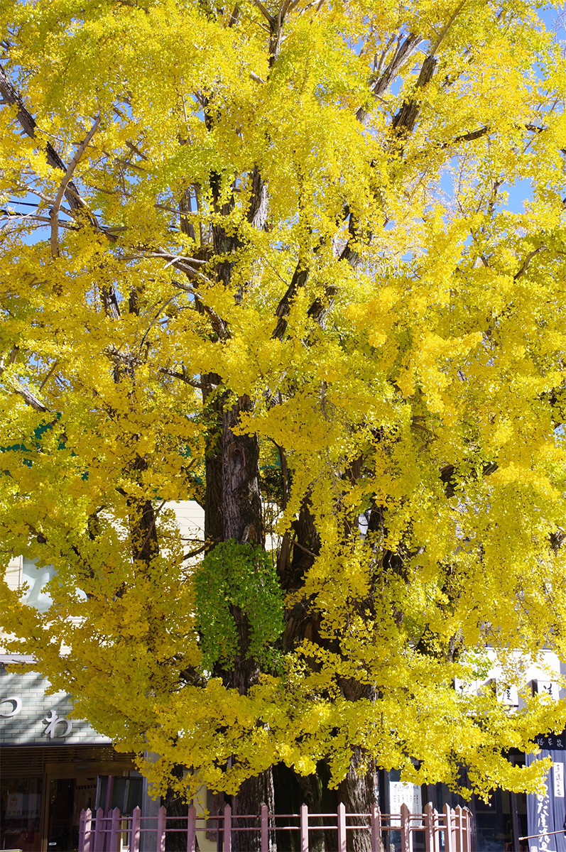 津島神社 境内樹（神明町）のイチョウ