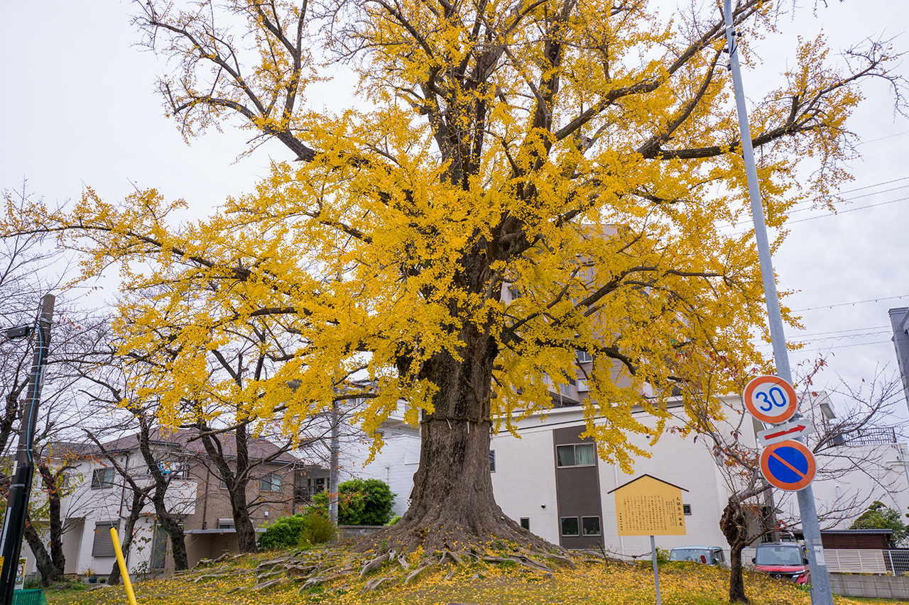 旧御旅所樹（馬場町）のイチョウ