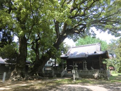 杉森八幡社 拝殿と夫婦楠