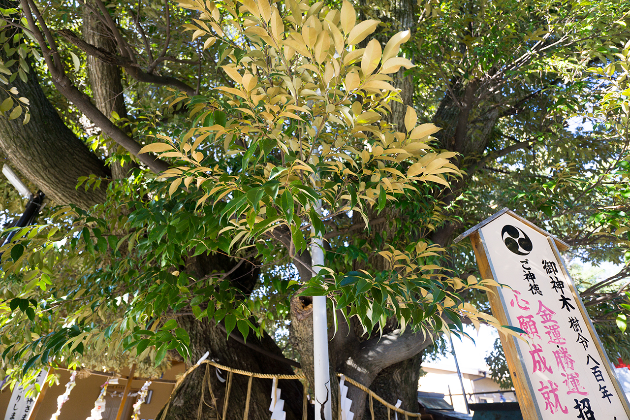 白龍社の御神木