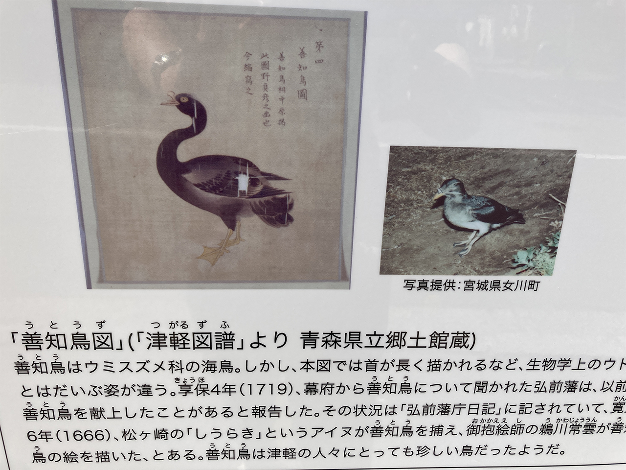 善知鳥図