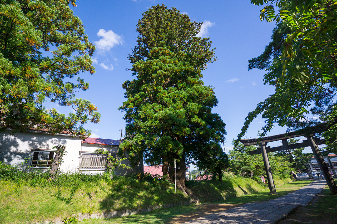五本杉 全体