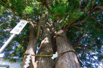 岩木山神社 枝分かれしている五本杉