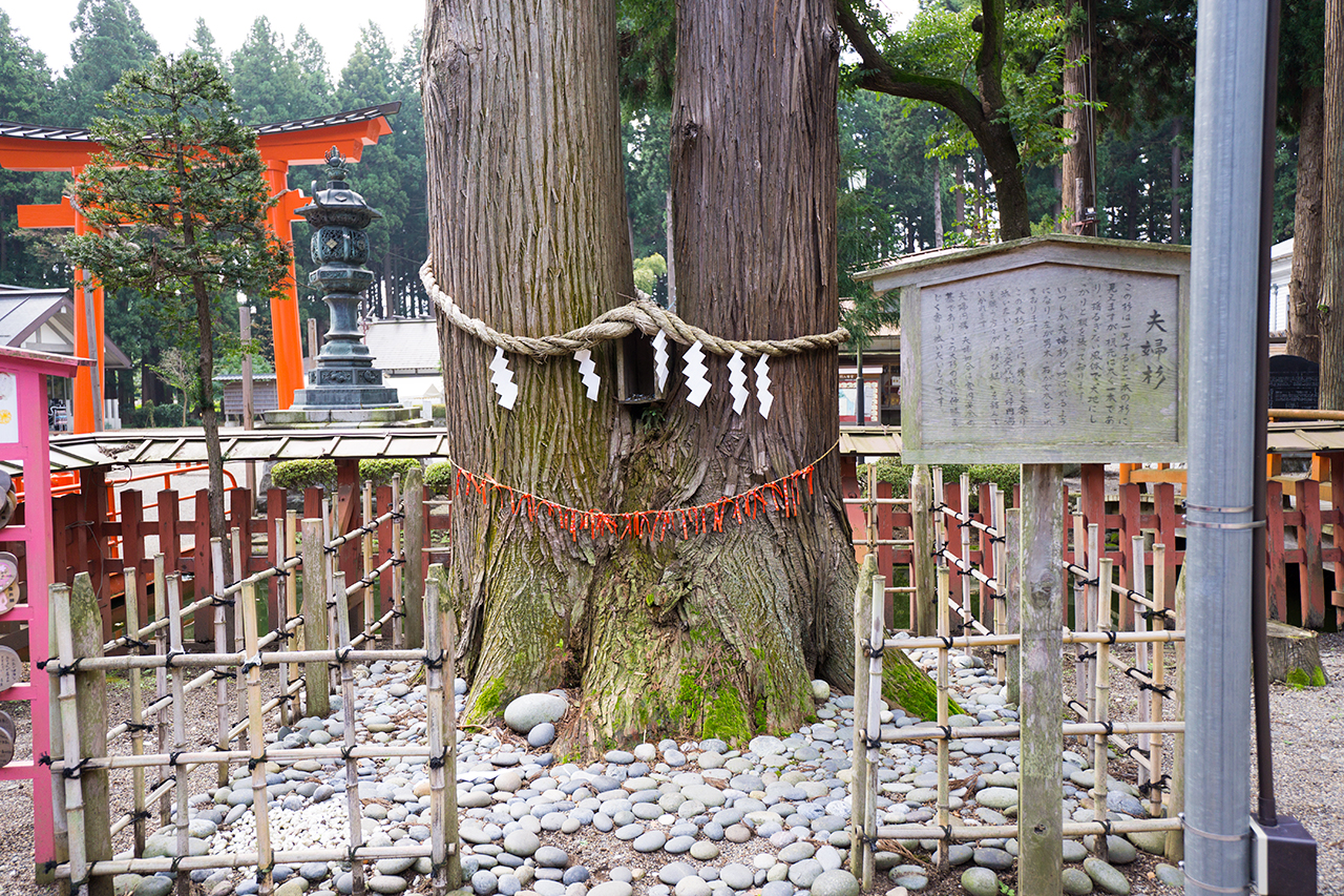 夫婦杉の根元と結び紐