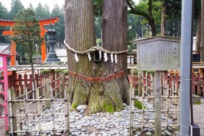 櫛引八幡宮 夫婦杉の根元と結び紐