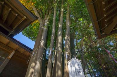 検見川神社 子授けの樫