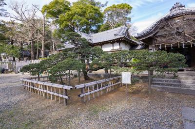 玉前神社 五葉松