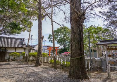 玉前神社 子宝・子授けいちょう 雄株側