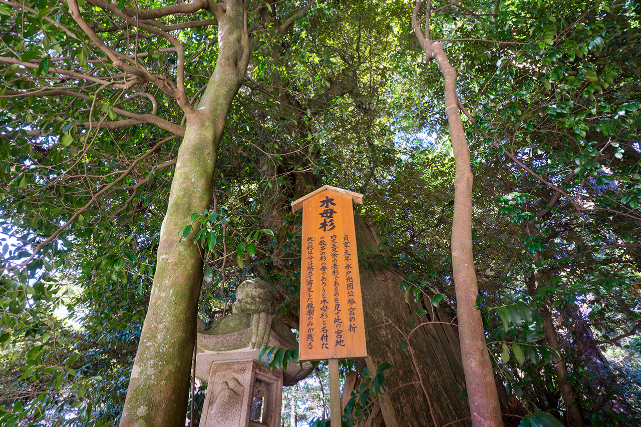 木母杉