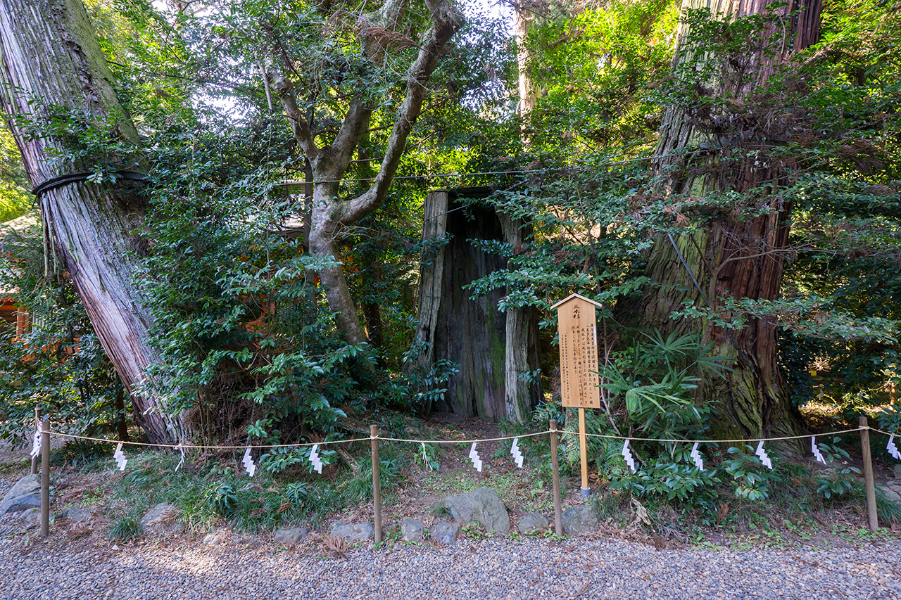 三本杉 正面