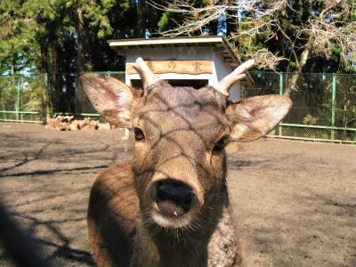 香取神宮 香取神宮の鹿