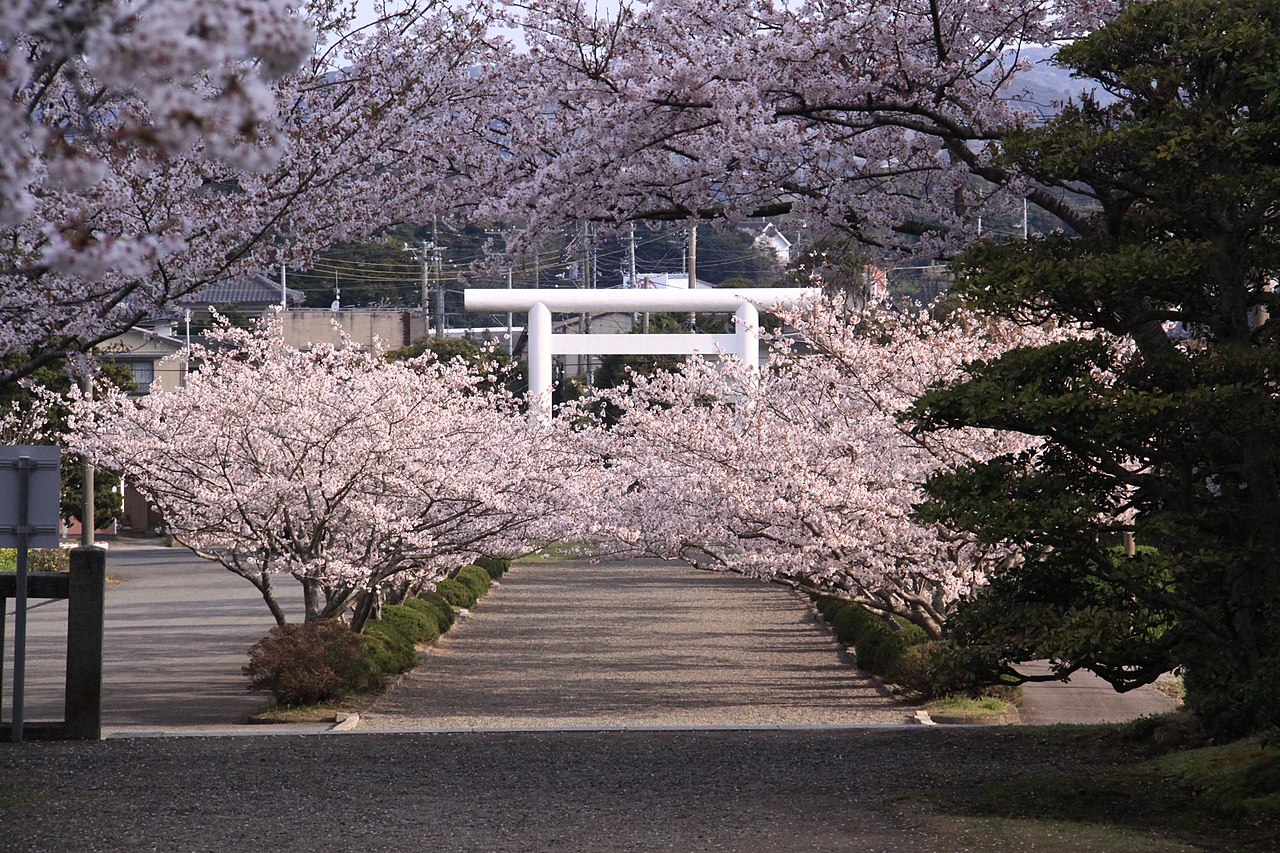 参道の桜並木