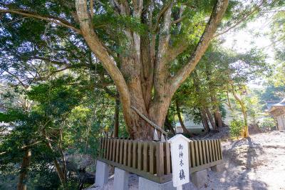 安房神社 御神木アップ
