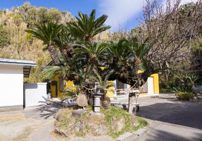 洲崎神社 子宝蘇鉄