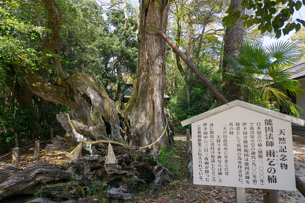 能因法師雨乞いの楠の天然記念物の案内版と楠