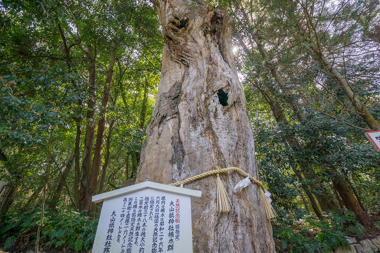 大山祇神社楠木群