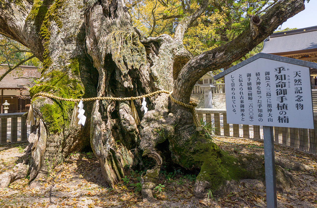 乎知命御手植の楠大楠の根元と案内版