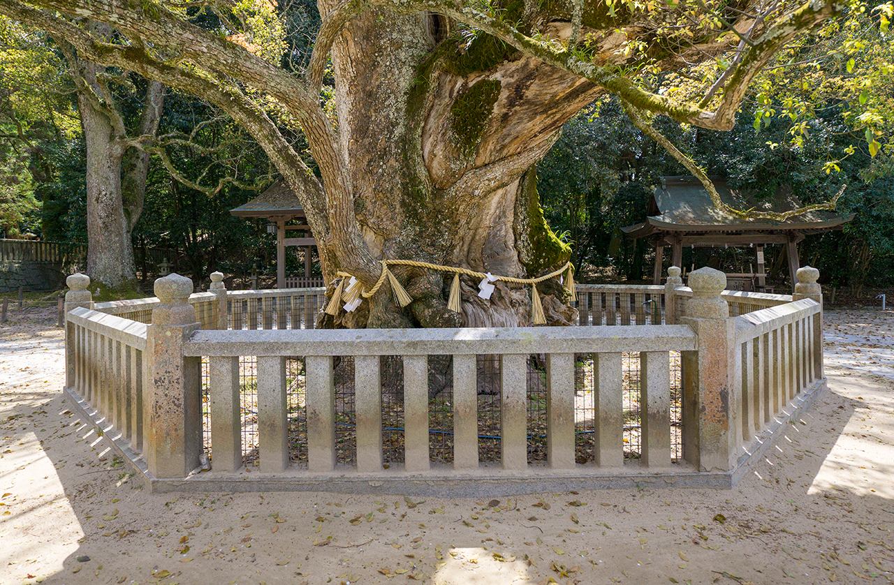 乎知命御手植の楠大楠の周りの柵