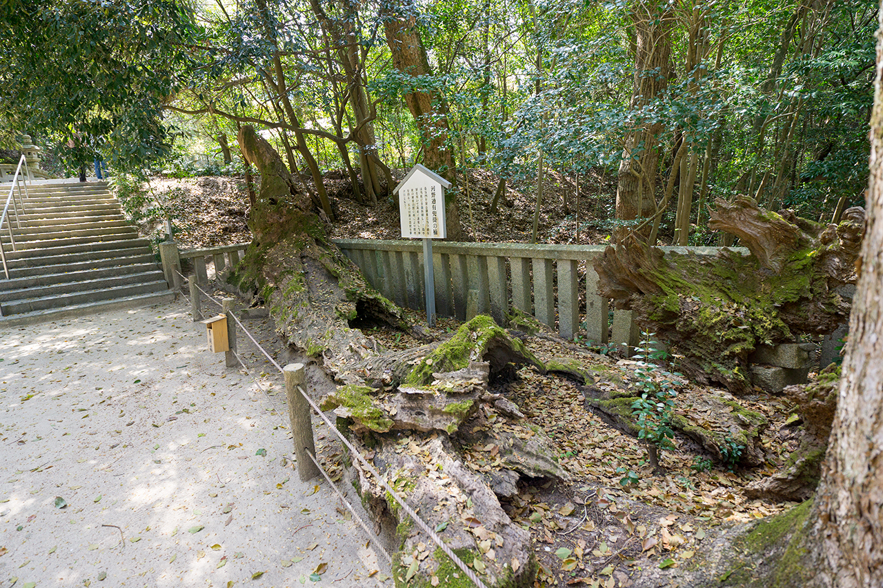 河野通有兜掛の楠 横