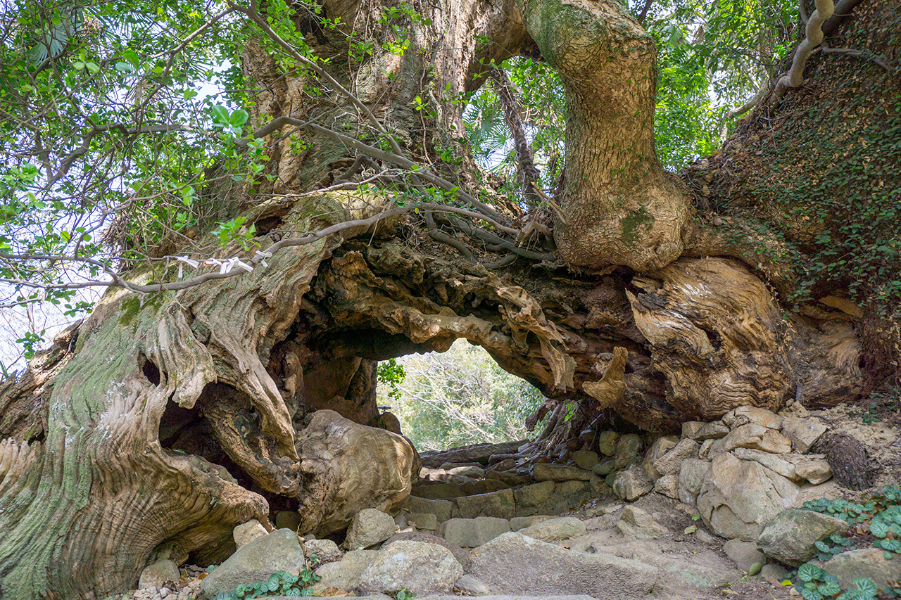 生樹の御門の空洞