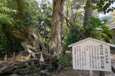 大山祇神社 能因法師雨乞いの楠の天然記念物の案内版と楠