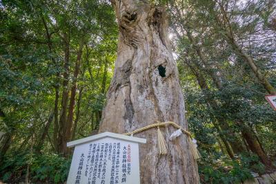 大山祇神社 大山祇神社楠木群
