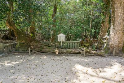 大山祇神社 河野通有兜掛の楠