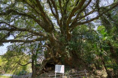 大山祇神社 生樹の御門
