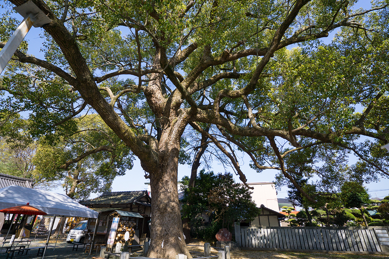 御神木の大楠