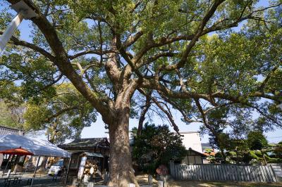 高忍日賣神社 御神木の大楠