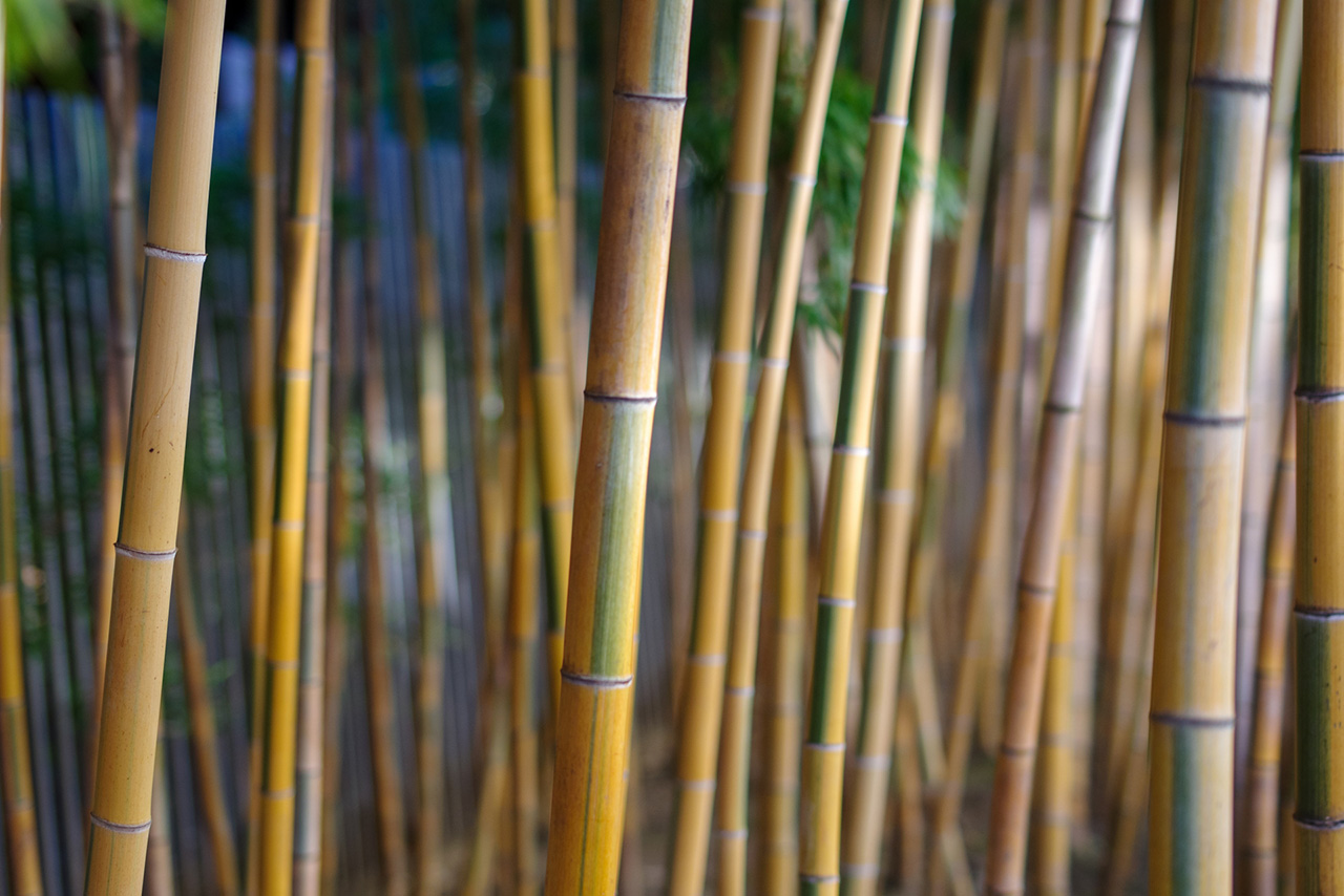 孟宗金明竹林