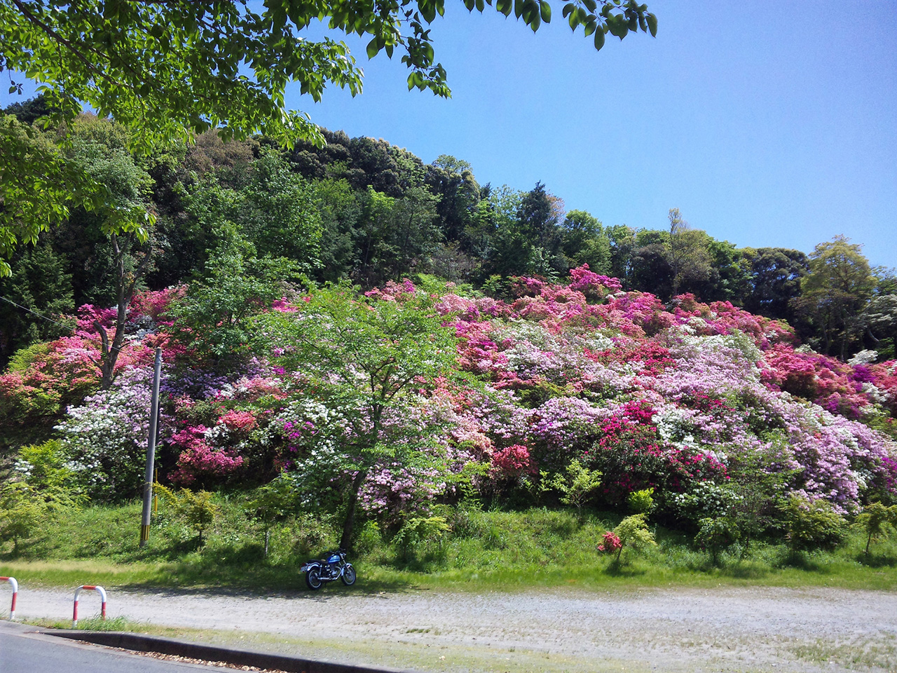 高良山のつつじ原木群