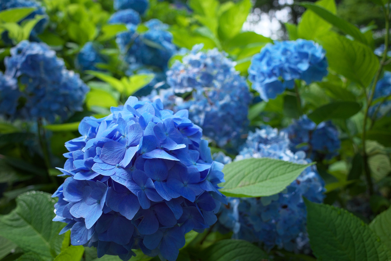 高良山のあじさい