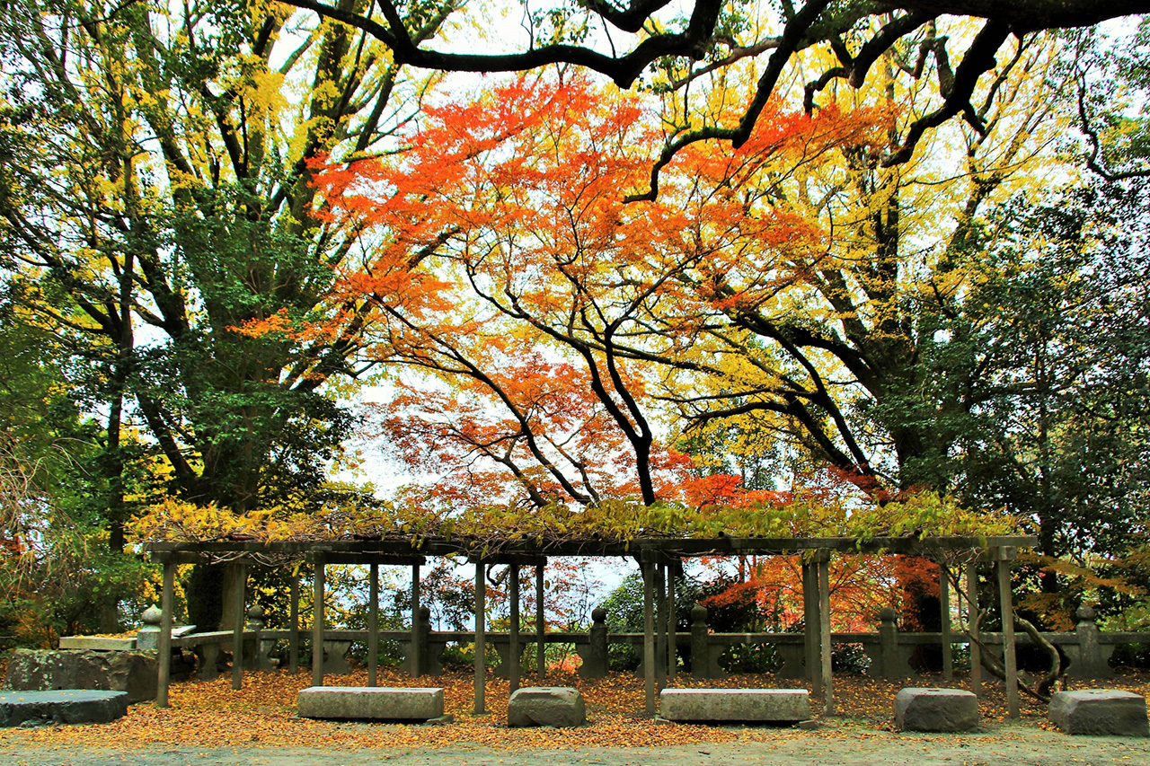 高良山の紅葉
