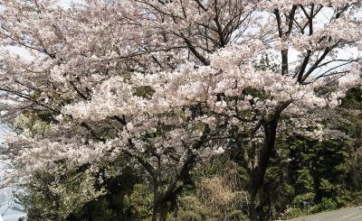 高良大社 高良山の桜