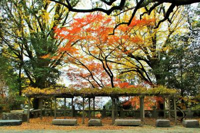 高良大社 高良山の紅葉