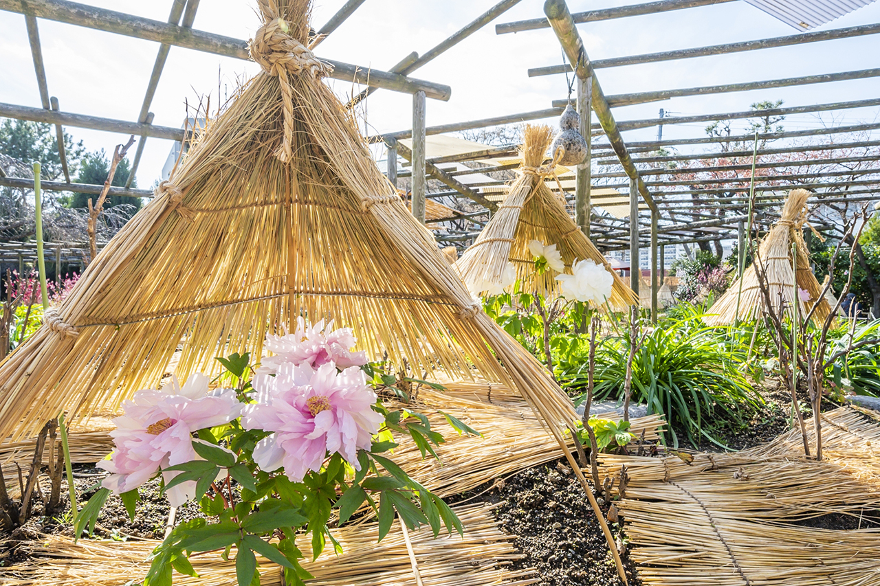 神苑花庭園のぼたん