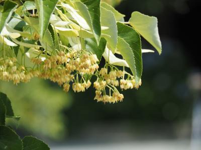 筥崎宮 満開の菩提樹