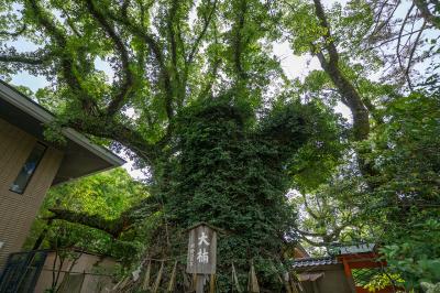 筥崎宮 大楠
