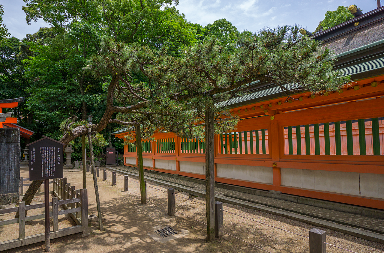 一夜の松　全体