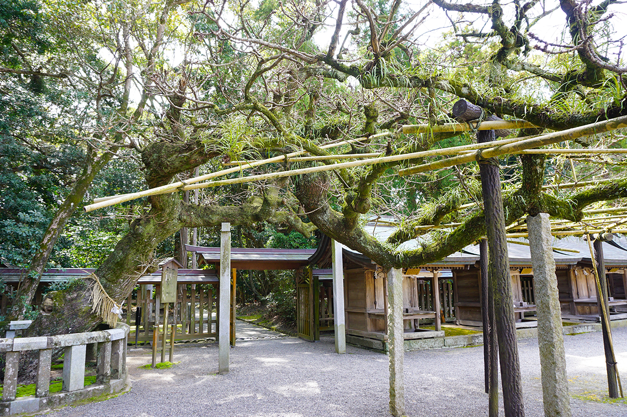 楢の木の御神木
