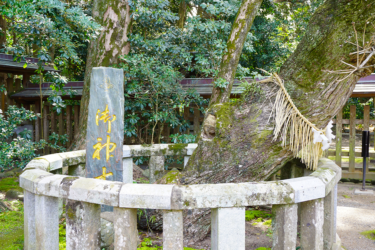 楢の木の御神木の根元